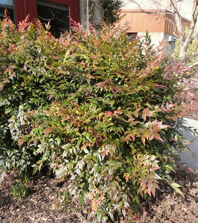 Heavenly Bamboo Gulf Stream